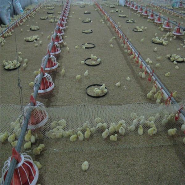 automatic poultry feeders for chickens