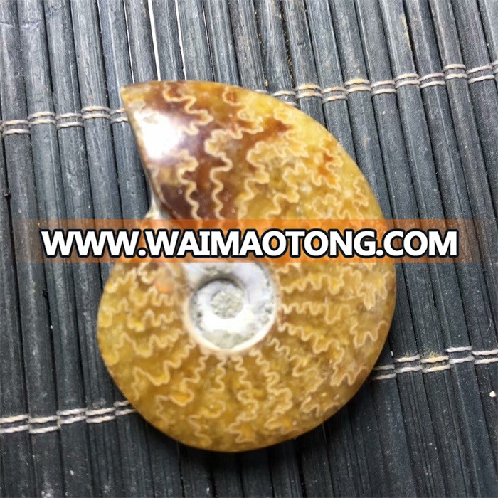 Very Beautiful Natural Subminiature Conch Ammonite Fossil For Pendant