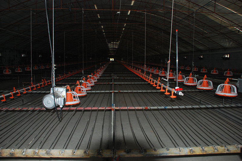 Meat chicken poultry feeding line