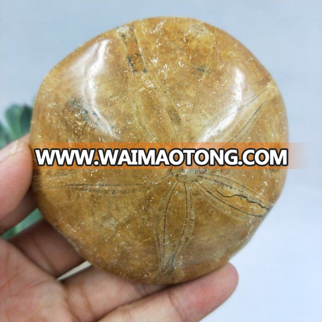 Natural Rock Polished Starfish Asteroid Fossils For Sale