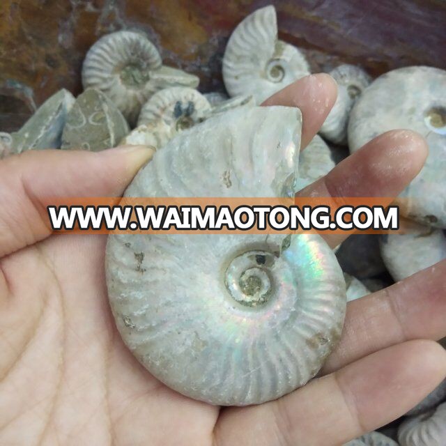 Wholesale Crystal Natural Crystal Color Snail Crystal Stone Fossil Conch Fossil Mineral Specimen