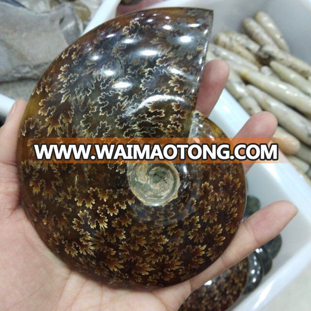 Natural Large Ammonite Fossils Stones Snail Fossils For Gift And Decoration