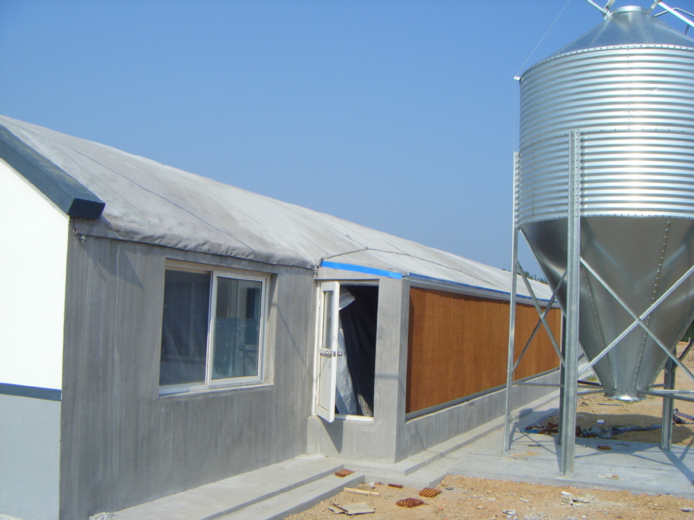 Meat chicken poultry feeding line