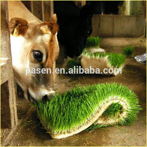 Hydroponic Barley Malting Machine /Green Grass Malting Machine for Sale