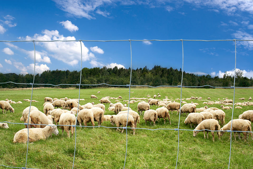 Construction Safety Fences Easily Assembled Galvanized Cattle Field Fencing