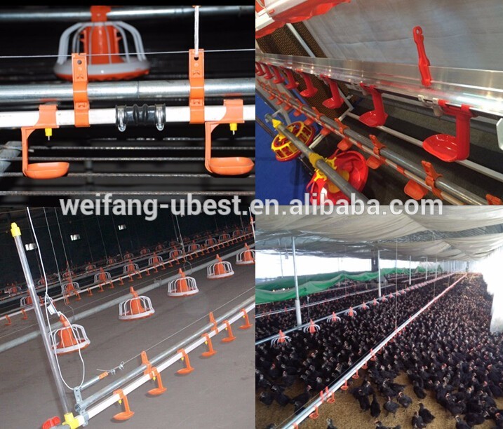 china broiler poultry farm design