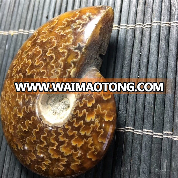 Natural Fossil Subminiature Conch Ammonite Fossil For Pendant