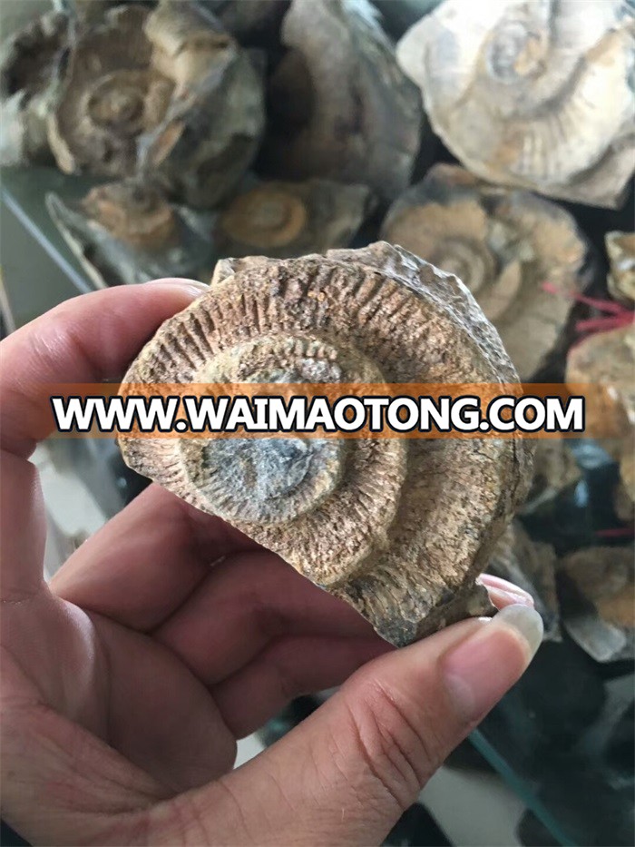 Natural conch fossil rough stone mineral samples for collection