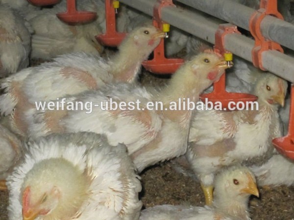 Automatic poultry broiler chicken nipple drinker