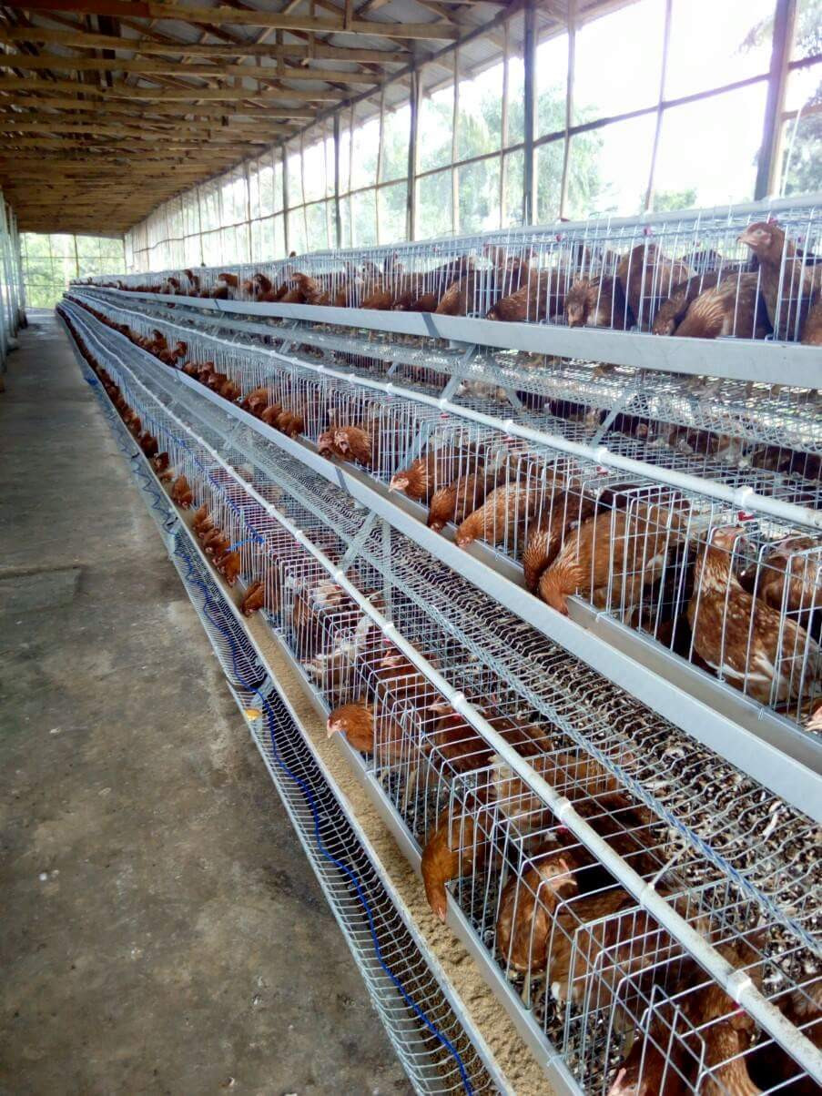 Egg laying hen battery layer cage for poultry farm