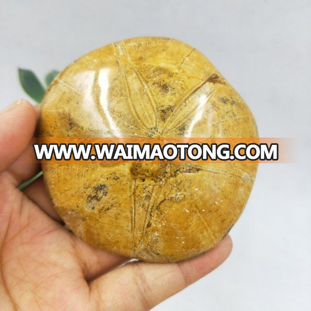 Natural Rock Polished Starfish Asteroid Fossils For Sale