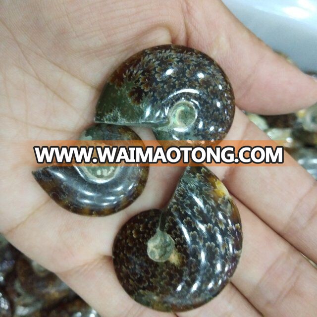 Natural Small Ammonite Fossils Stones Snail Fossils For Gift And Decoration