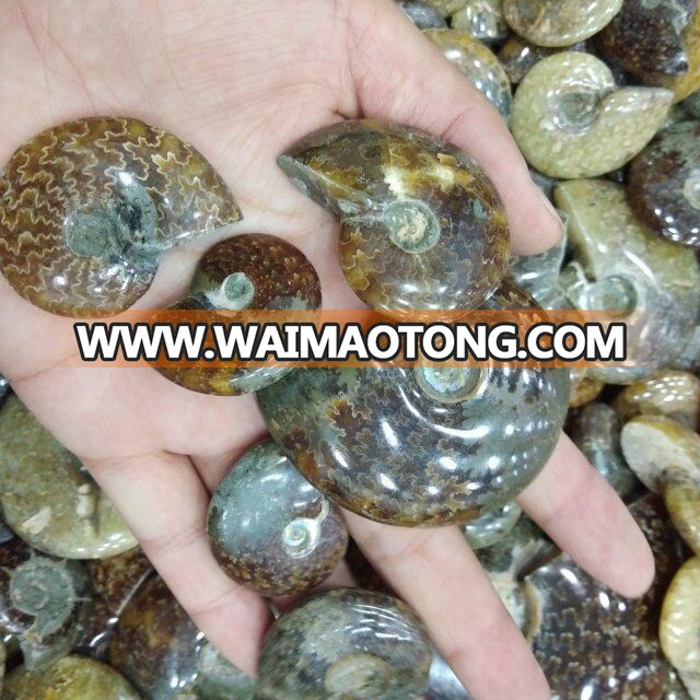 Natural Small Ammonite Fossils Stones Snail Fossils For Gift And Decoration