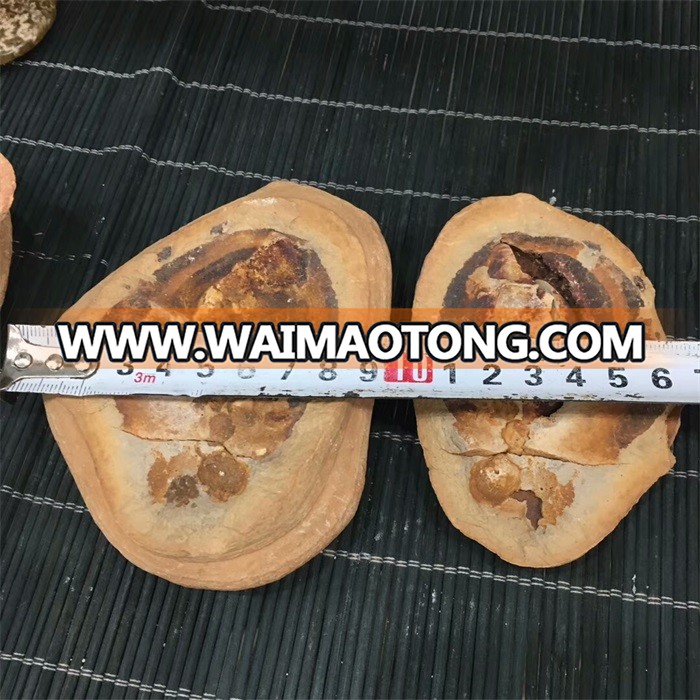 Natural Concretion Stone Fish Fossil For Sale