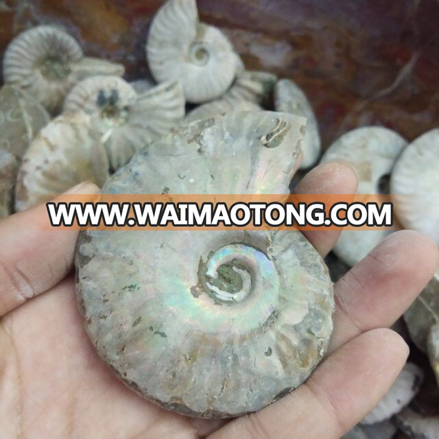 Wholesale Crystal Natural Crystal Color Snail Crystal Stone Fossil Conch Fossil Mineral Specimen