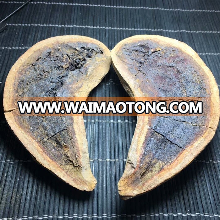 Natural Madagascar Concretion Stone Fish Fossil For Sale