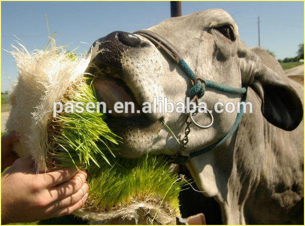 Hydroponic Barley Malting Machine /Green Grass Malting Machine for Sale