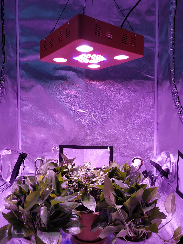 Equal to 800w hps cob led plant grow light full spectrum