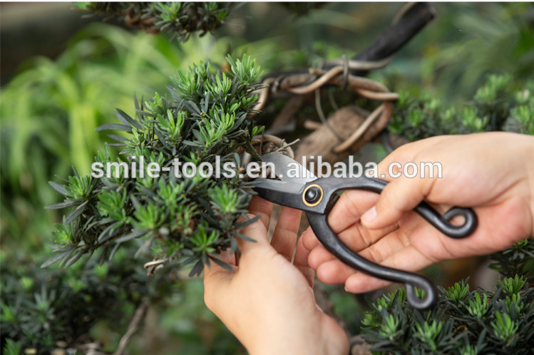 Professional Steel Blade Bonsai Shears and Bonsai Flower Scissors