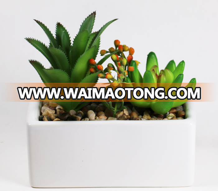 Mixed succulents plants in ceramic pot