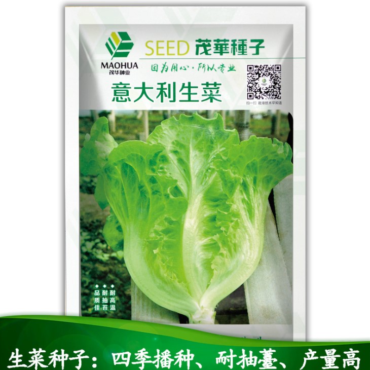 Hot sale vegetable seeds Romaine Lettuce Iceberg Lettuce Seeds for planting