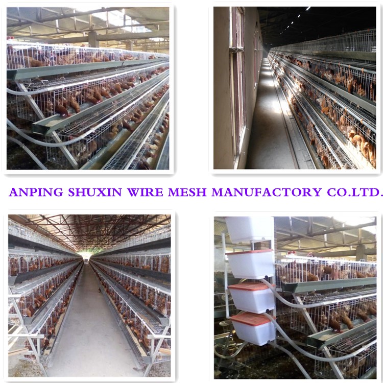 Battery galvanized  automatic  chicken layer cage for farm