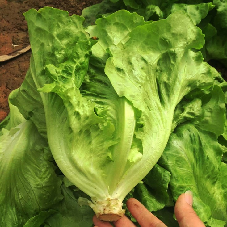 Hot sale vegetable seeds Romaine Lettuce Iceberg Lettuce Seeds for planting