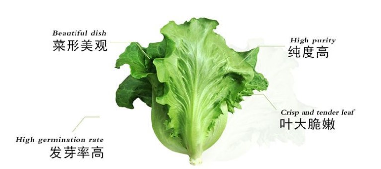 Hot sale vegetable seeds Romaine Lettuce Iceberg Lettuce Seeds for planting