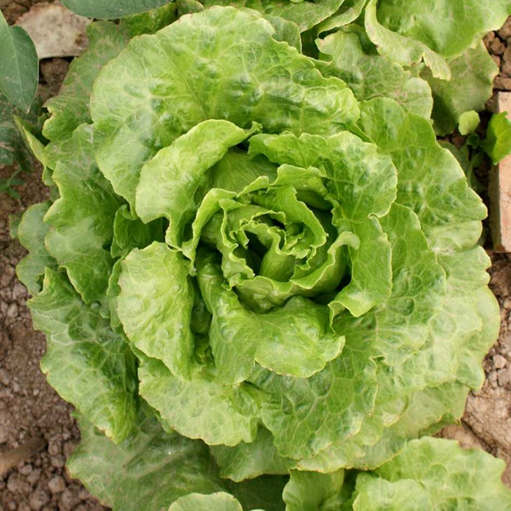 Hot sale vegetable seeds Romaine Lettuce Iceberg Lettuce Seeds for planting