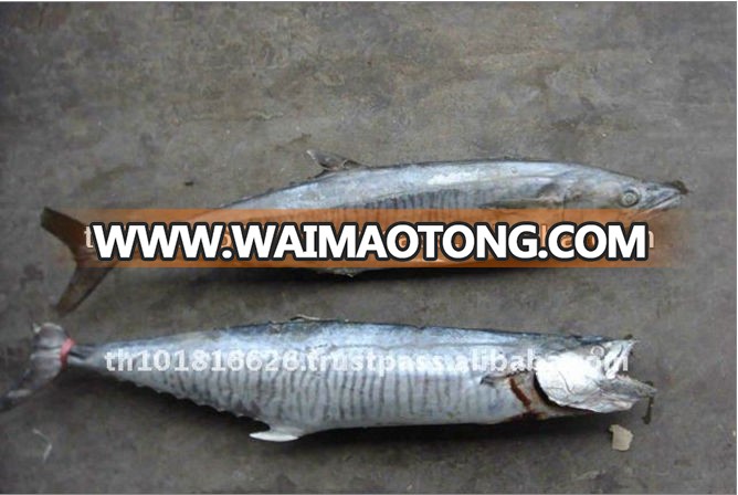 High Quality Seafood Frozen Round Whole Spanish Mackerel