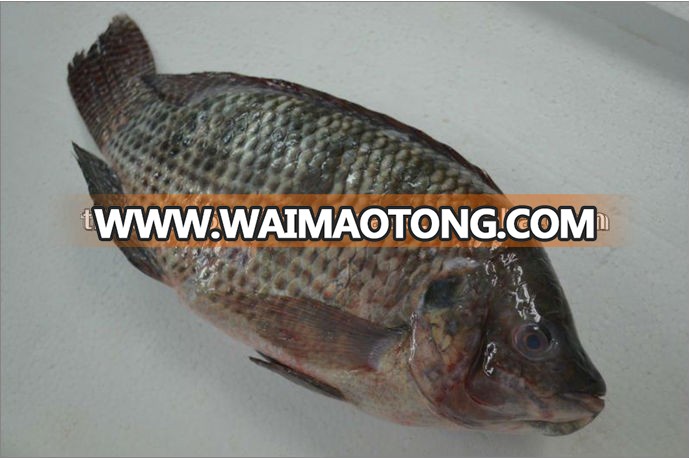 High Quality Seafood Frozen Round Whole Spanish Mackerel