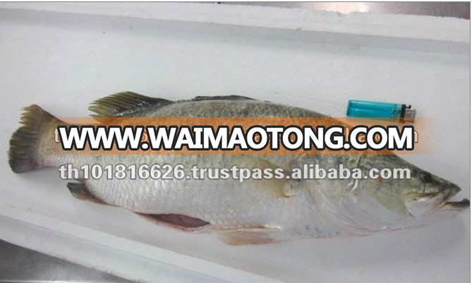 High Quality Seafood Frozen Round Whole Spanish Mackerel