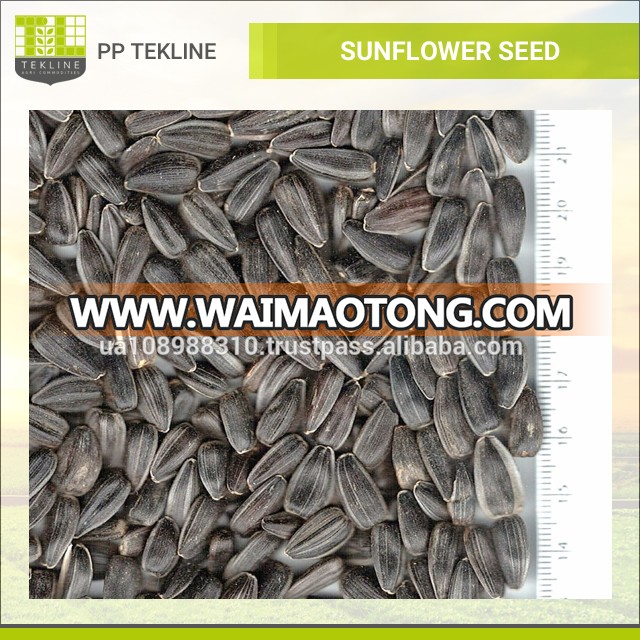 Wholesale Striped Sunflower Seeds at Best Price