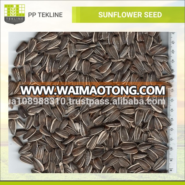 Wholesale Striped Sunflower Seeds at Best Price