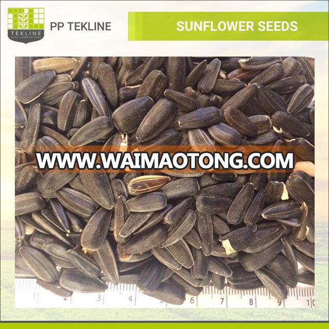 Wholesale Striped Sunflower Seeds at Best Price