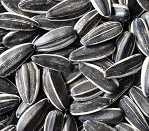 sunflower_seed_5009.jpg