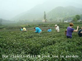 picking tea_.jpg