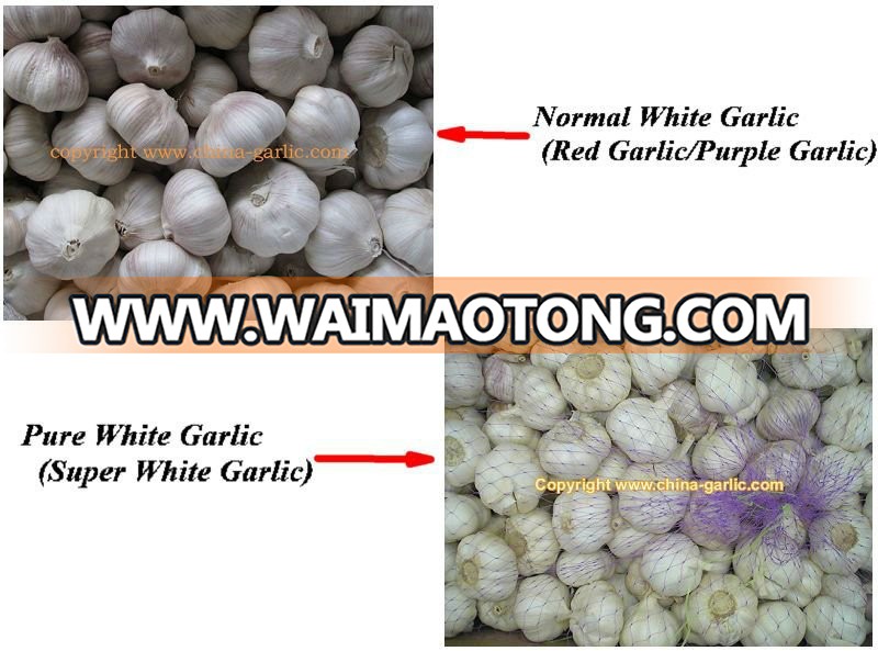 Garlic Supplier/Garlic Distributor from China - low price, high quality