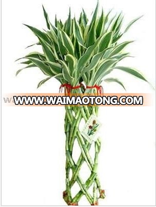 DRACEANA LUCKY BAMBOO --01.jpg