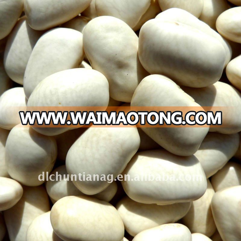 white kidney bean middle size.JPG