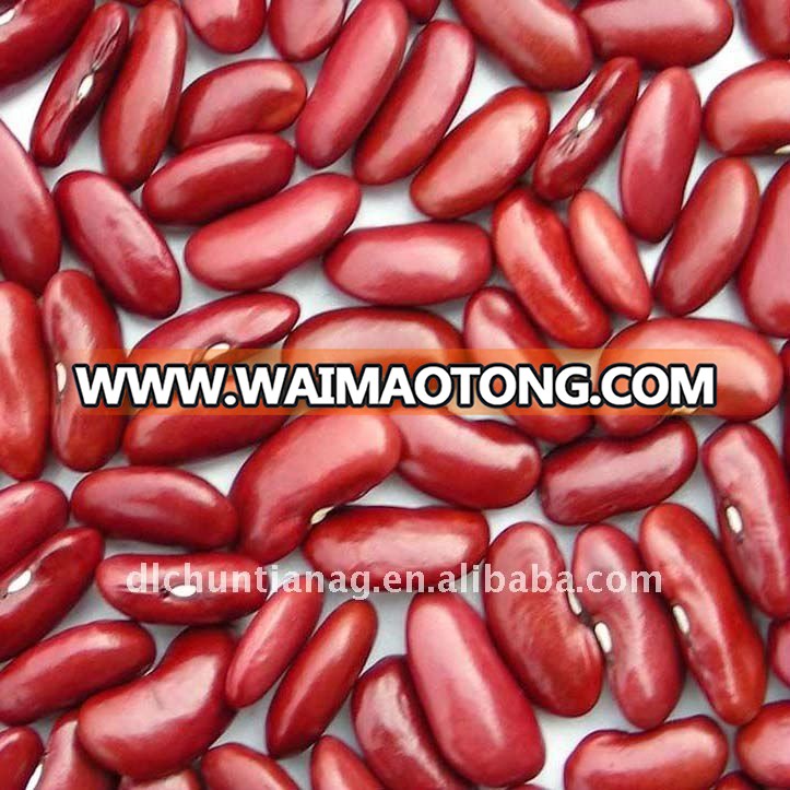 british type organic red kidney bean-1.jpg