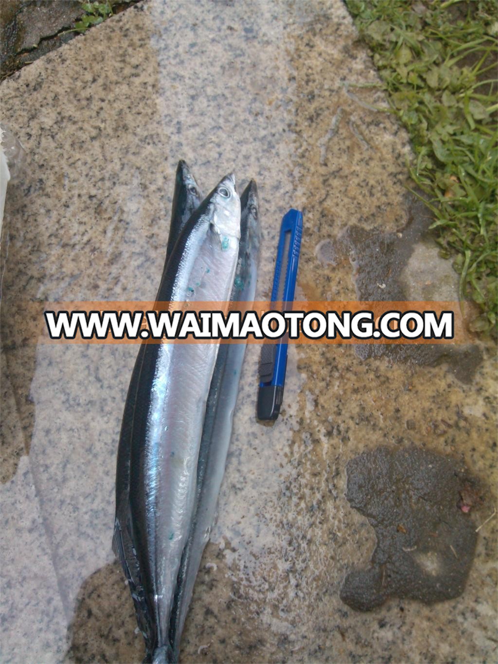 Size 100-110g frozen saury