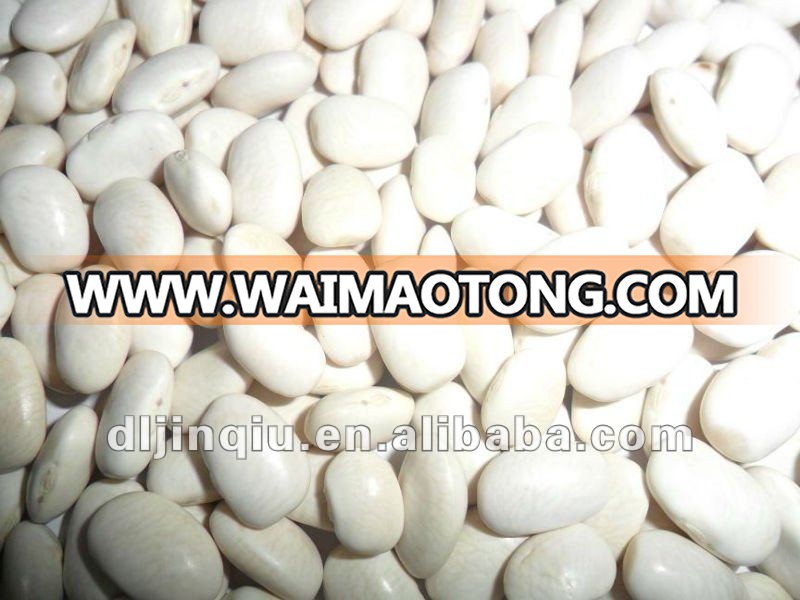 medium white kidney bean 3.JPG