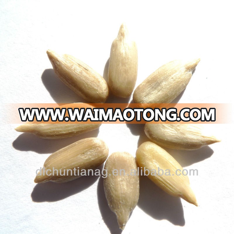 organic sunflower kernel confectionary-1.JPG