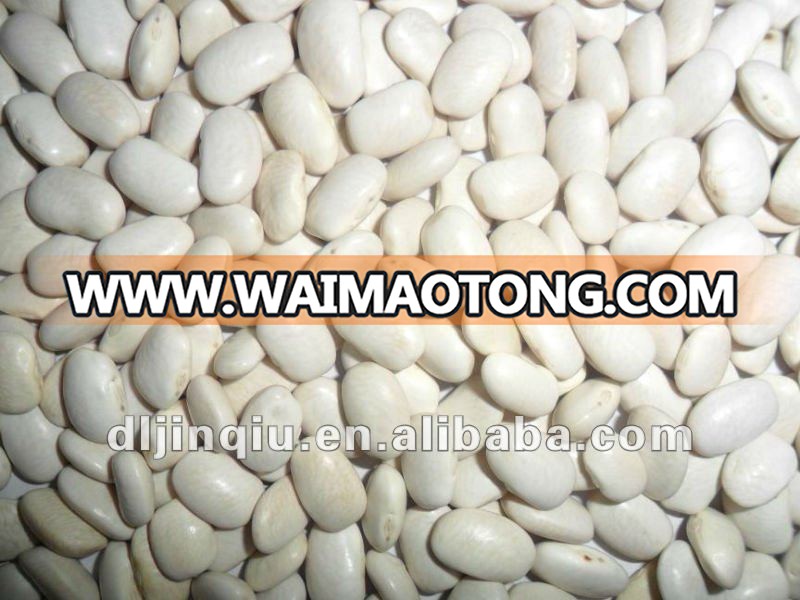 medium white kidney bean 1.JPG