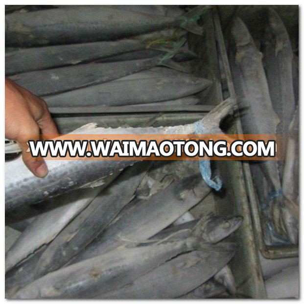 spanish mackerel 1.jpg