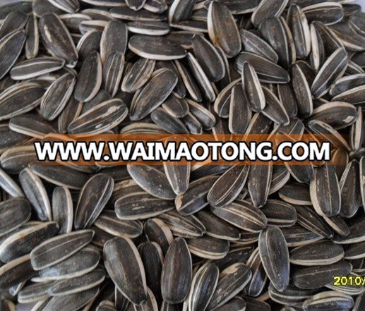 sunflower seeds 3