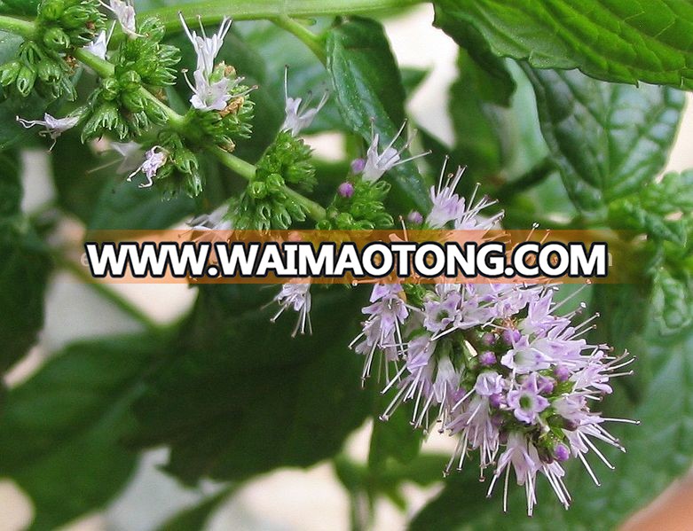 781px-Flowers_of_the_spearmint.JPG