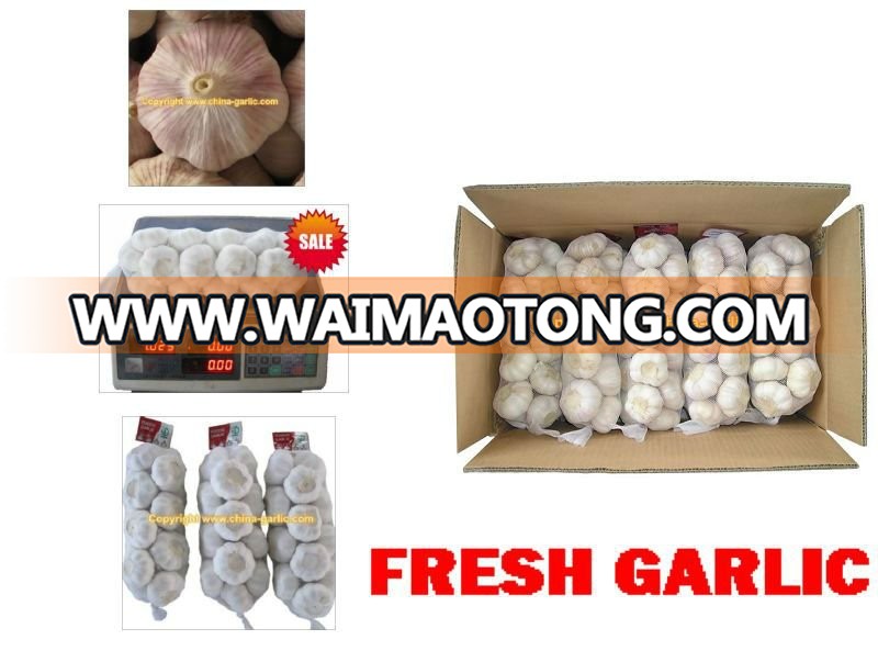 Garlic Supplier/Garlic Distributor from China - low price, high quality