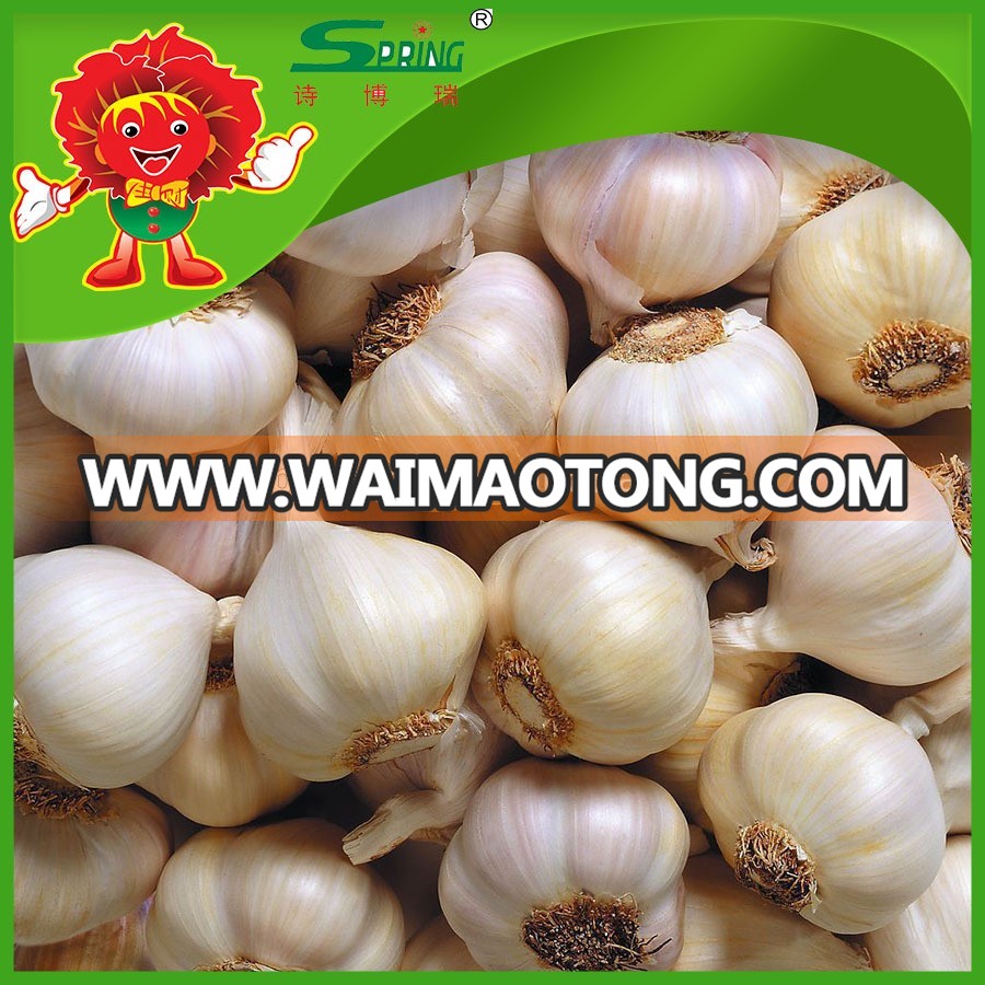 Fresh-Organic-Garlic-without-Pesticide (3).jpg